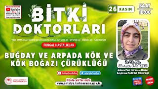 Bitki Doktorları 117 -Buğday ve Arpada Kök ve Kök Boğazı Çürüklüğü