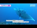 6 dive points where manta rays appear during scuba diving in ishigaki island okinawa japan.