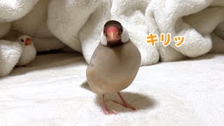 ダンスコンテストに参加するシナモン文鳥