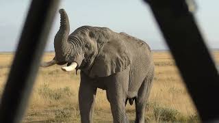 アフリカゾウ,アンボセリ国立公園,African elephant,Amboseli National Park,Kenya