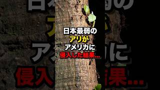 日本最弱のアリがアメリカに侵入した結果　#海外の反応  #日本