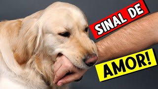 10 Sinais que seu cachorro te CONSIDERA a MÃE dele! 🐕🧡