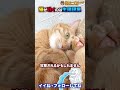 猫は吐く動物です shorts