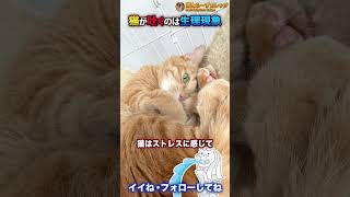 猫は吐く動物です #Shorts