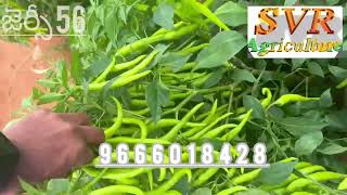 #Ravi hybrid seeds Jersey 56#banjara#harini#Sindhu#best mirchi seeds