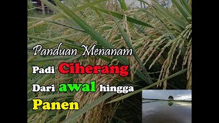 Panduan menanam Padi Ciherang dari awal hingga panen