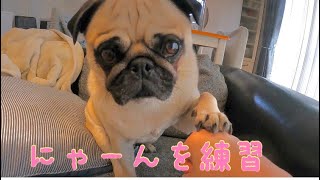 芸は未熟。でもシンクロ出来た【パグpug ダックスフンドdachshund】