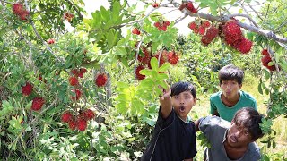 how to live in the forest-wild rambutan fruit-wild eat wild fruits deliciously