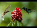 Humming birds types , Hummingbirds, best humming bird types