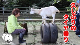 久しぶりのタイヤ乗りは静止（笑）　2022年10月8日 Goat Farm 手作りヤギ牧場　吉がけ牧場