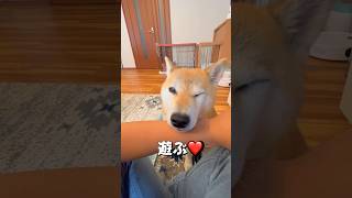 ポンのオモチャチョイス🤣#shorts # #柴犬 #shibainu #shiba #チワワ #犬のいる暮らし #tiktok #日常 #chihuahua