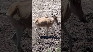 #hartebeest