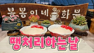 2월26일 #봉봉이네화분#다육화분#공방분#땡처리하는날