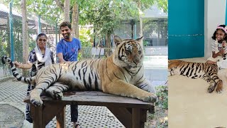 Tiger 🐅 park க்கு வந்தாச்சு புலி கூட விளையாடலாம் photo எடுக்கலாம் வாங்க 😳