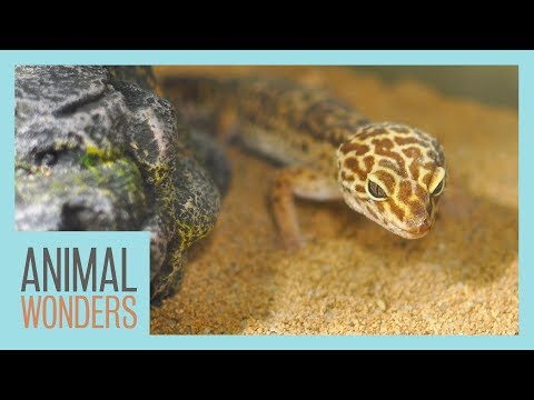 How much sand does a leopard gecko need?