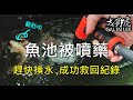 魚池被噴藥 成功救回紀錄 – GALIN LEE 獅虎