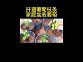 葡萄扦插how to cut grapes at home