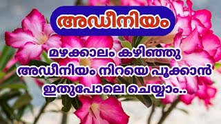 അടീനിയം മഴക്കാലത്ത്‌ ഈ ലായനി പ്രയോഗിച്ചാല്‍ മതി |രോഗം മാറും പൂക്കള്‍ നിറയും |Adenium care