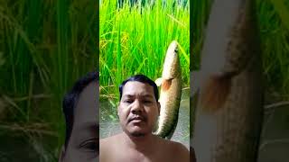 ត្រីស្រែ#short