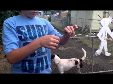 How To Catch A Gecko The Skilled Way How To Catch A Gecko The Skilled Way