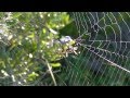 Garden Spiders Attacking Prey