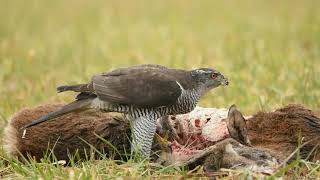 Goshawk feeding on mouflon /Slovakia/