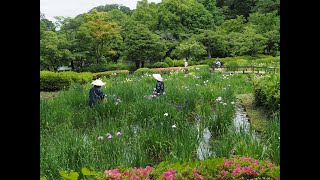 花菖蒲（５月31日）