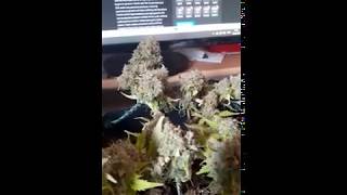 Tag ca 81 | Erntetag Grapefruit Auto - FastBuds | Sanlight M30