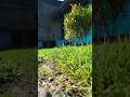 Edge of Lawn | Batas Ujung Rumput Jepang #shorts #rumput #rumputjepang #rumputhias #lawn #lawnedging