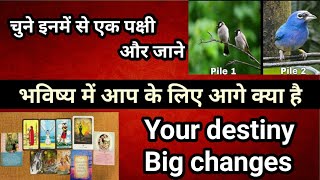 चुने इनमें से एक पक्षी और जाने, भविष्य में आप के लिए आगे क्या है,your destiny,big changes