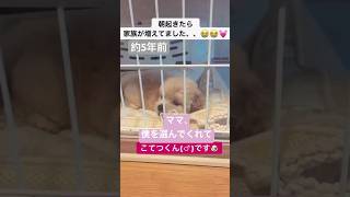 犬の十戒〜ママ、僕を選んでくれてありがとう。これからも大切にしたい愛しい命です#shorts#dog#ペキプー#犬の十戒#いぬ#犬#犬のいる暮らし#愛犬#ペット#癒し#かわいい#可愛い#犬動画