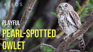 WILDLIFE: PLAYFUL Pearl-Spotted Owlet 🦉🍃 Kgalagadi Transfrontier Park Safari