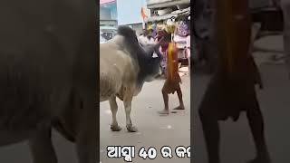 ଆସ୍କା 40 କମାଲ