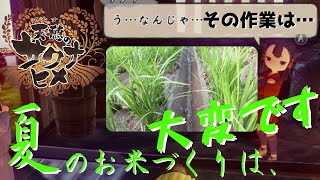 【天穂のサクナヒメ/分けつ・中干し・溝切り・追肥・草刈り】26年目のリアル農家さんと楽しく解説しながらお米づくりPART4