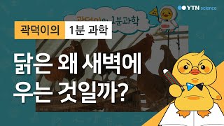 [곽덕이의 1분 과학] 닭은 왜 새벽에 우는 것일까? / YTN 사이언스