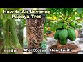 How to Air Layering Papaya Tree / New Method to Grow Papaya From Cutting Success 100% By NY SOKHOM