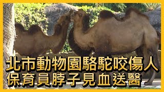 北市動物園駱駝咬傷人 保育員脖子見血送醫【央廣新聞】