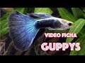 Como mantener peces GUPPY en nuestros acuarios - video ficha