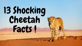 13 Shocking Cheetah Facts You Didn't Know!