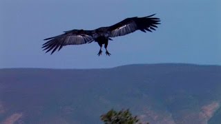 California Condor