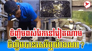 ចិញ្ចឹមពស់វែកនៅវៀតណាម ចិញ្ចឹមបានសេរីឬយ៉ាងណា? | កម្មវិធីកសិកម្ម