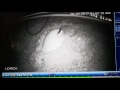 Black Dragon Egg Cam. First Breaths. Complete Video is Coming Soon