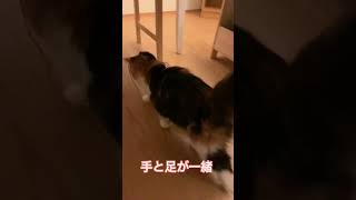 行進　#ラガマフィン#子猫#三毛猫#ジジ