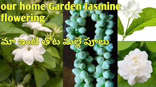 మా ఇంటి తోట మల్లె  పూలు#Our Home Garden Jasmine Flowering#