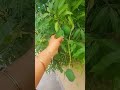 raw mango picking😍🔥🔥 youtubeshorts shorts