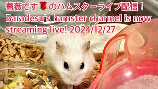 薔薇です🌹のハムスターライブ配信！Baradesu's hamster channel is now streaming live! #薔薇です🌹 #baradesu 2024/12/27