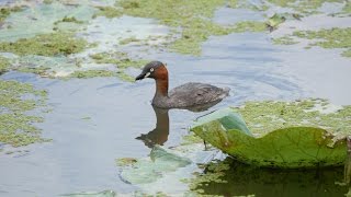 伊佐沼のカイツブリ　その１（4K動画）