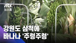 삼척에 바나나 '주렁주렁'…이제 강원까지 '아열대 농경' / JTBC 뉴스룸