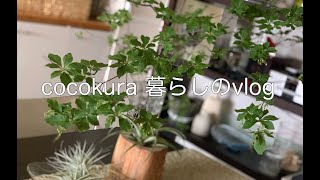 [cocokura 暮らしのvlog]お気にりのスプーン/枝ものを飾る/ワンプレートLunch/夕方のお散歩/桃が届いた日