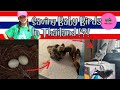 Baby Pigeon Rescue in Chiang Mai, Thailand [World Traveler & Creature Hero!!]